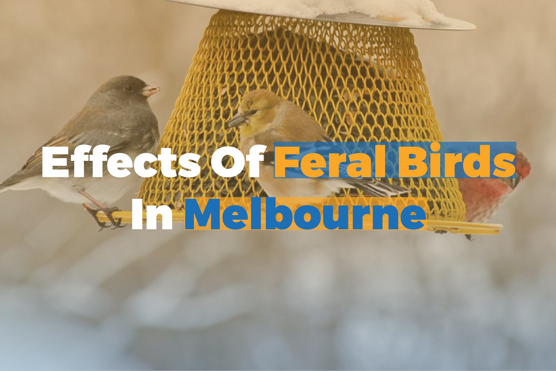 Effects of Feral Birds in Melbourne