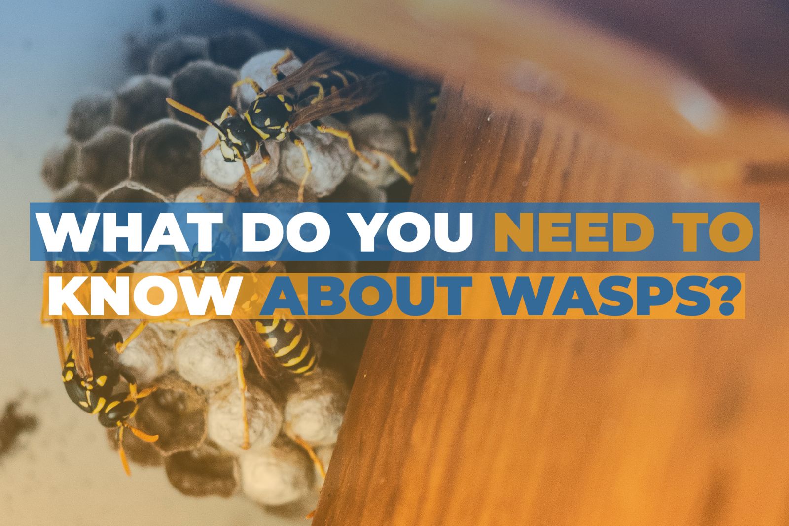 What Do You Need To Know About Wasps?