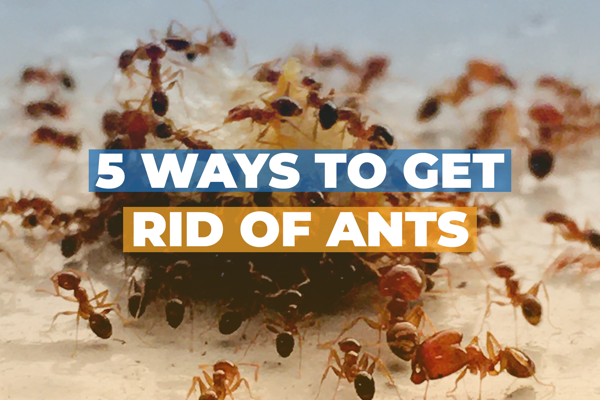 5 Ways To Get Rid Of Ants