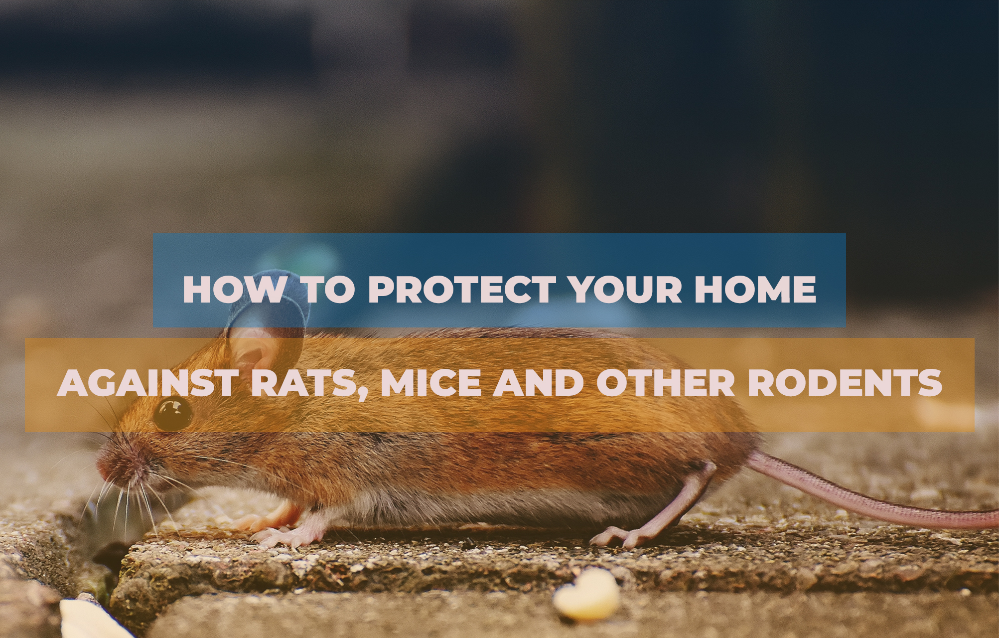 How to protect your home against rats, mice and other rodents