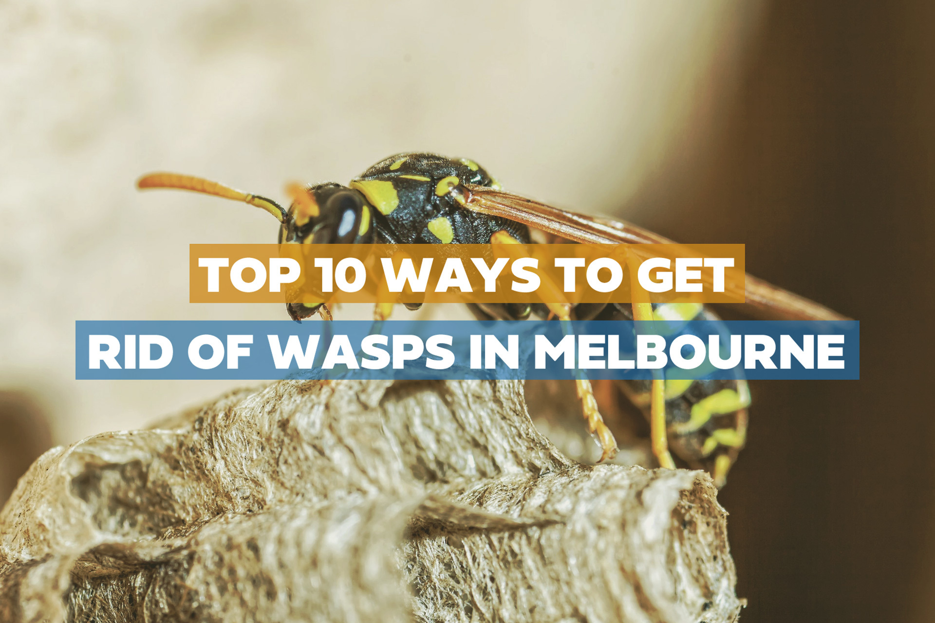 Top 10 Ways To Get Rid Of Wasps In Melbourne