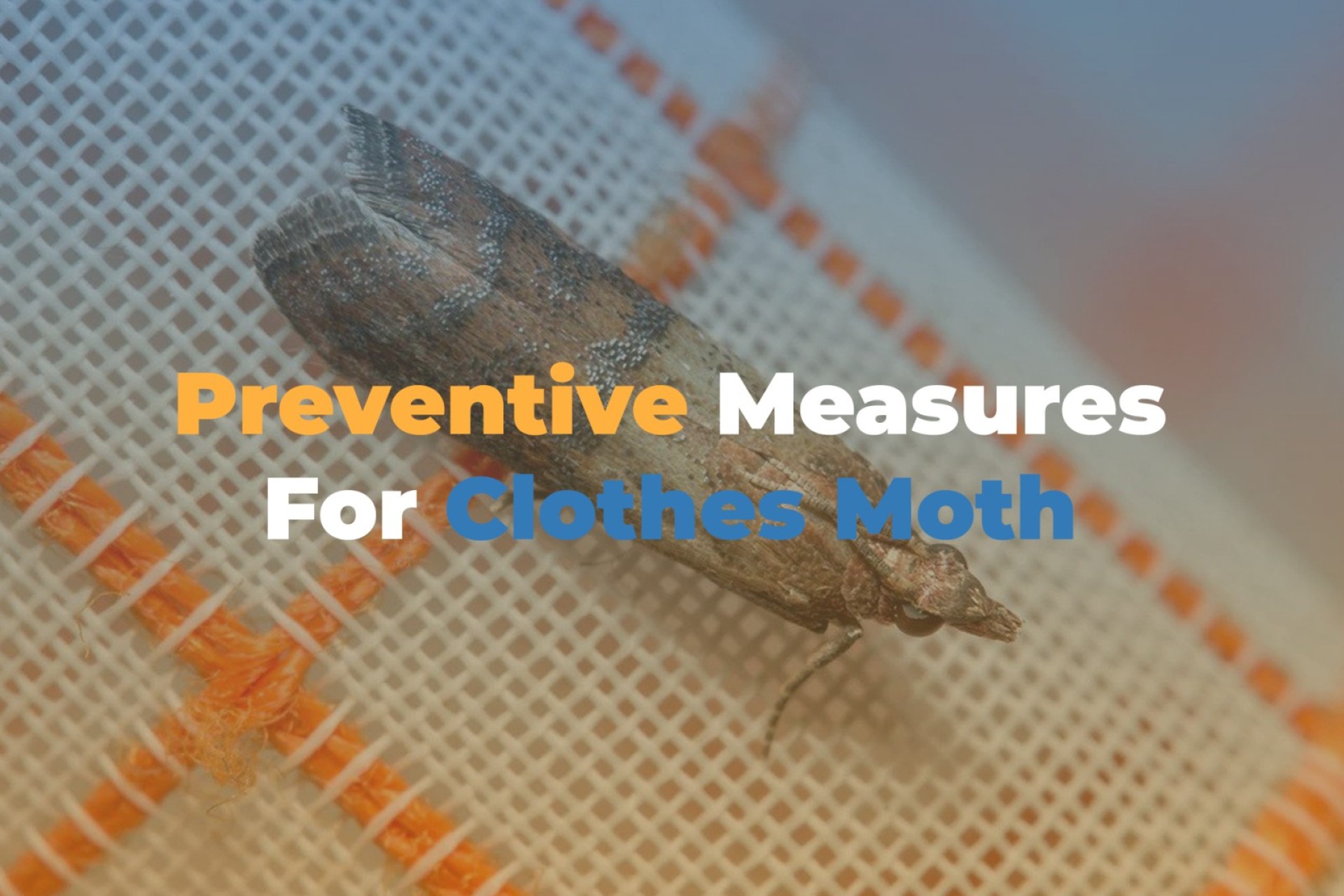 Preventive Measures for Clothes Moth