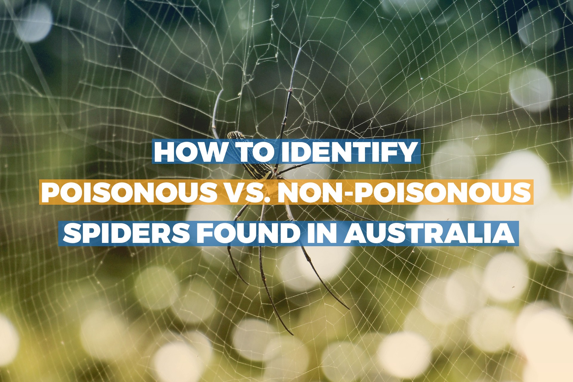 How to identify poisonous vs. non-poisonous spiders found in Australia