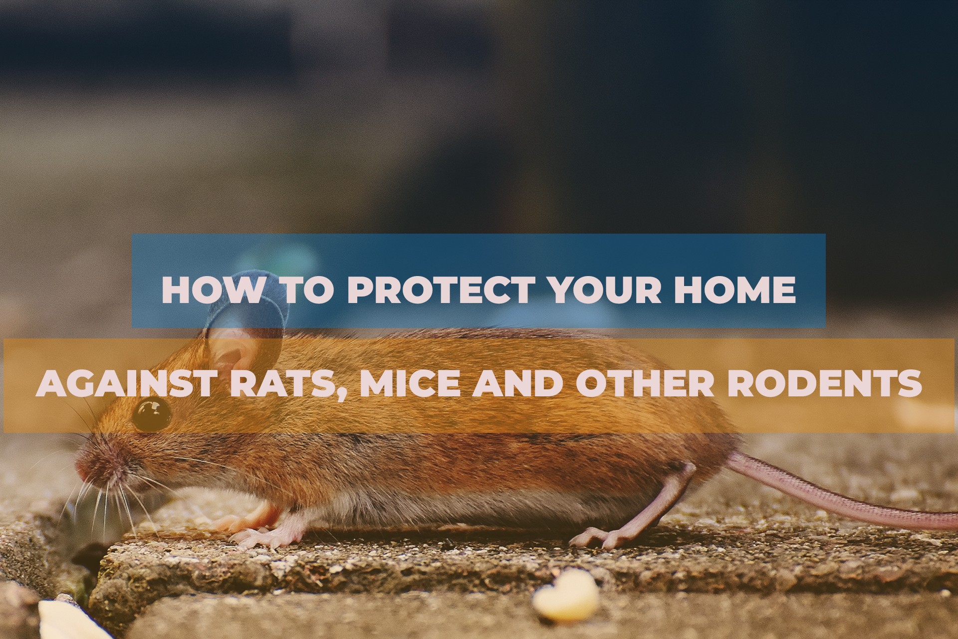 How to protect your home against rats, mice and other rodents