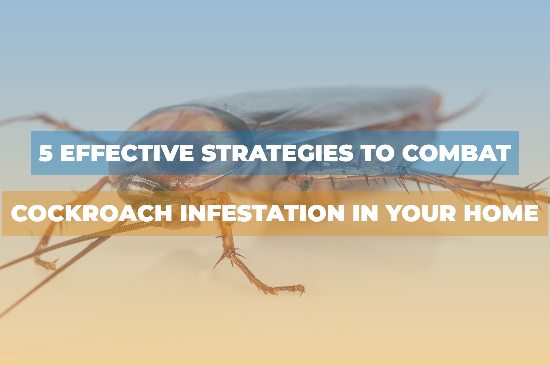 5 Effective Strategies to Combat Cockroach Infestation in Your Home