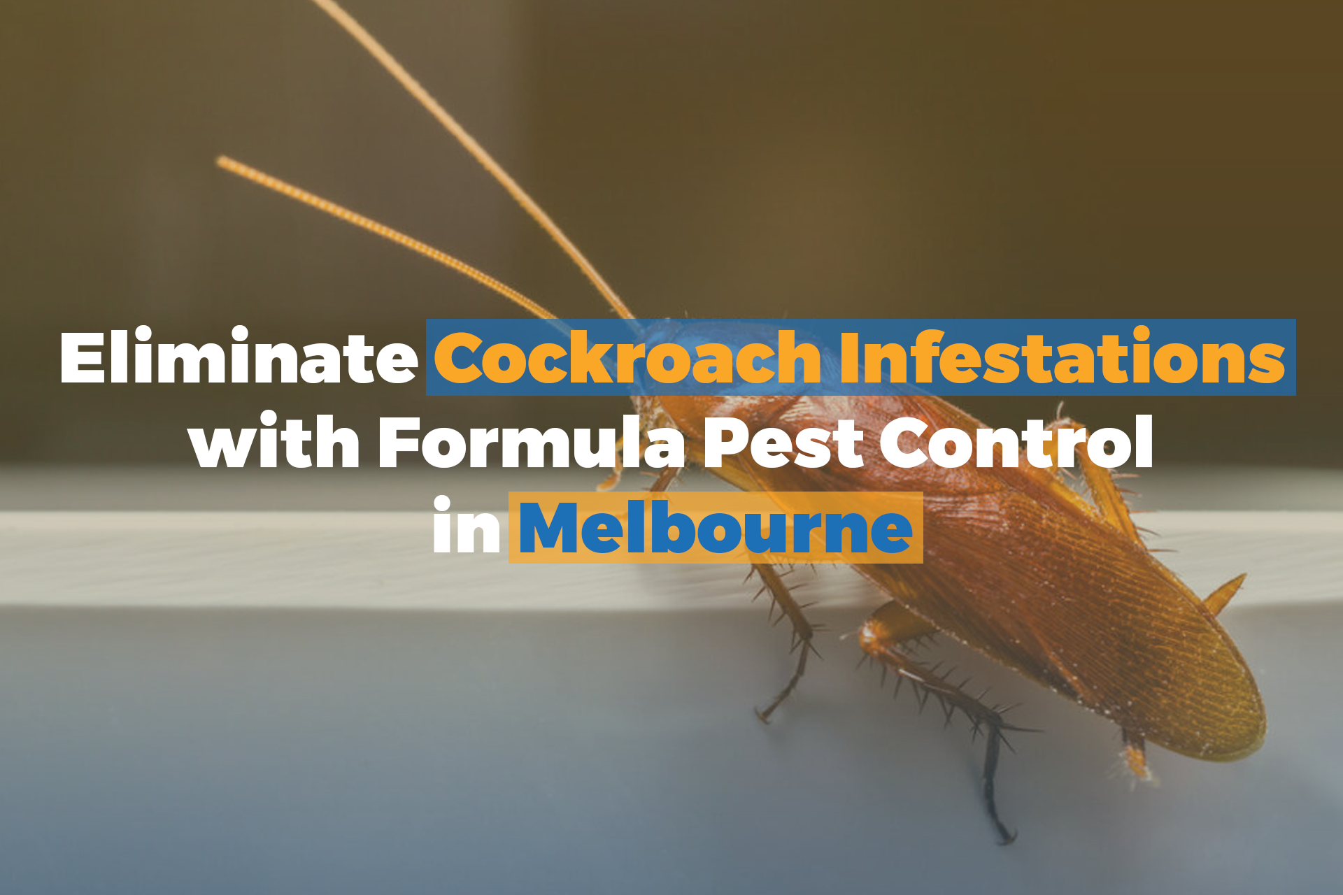 Eliminate Cockroach Infestations with Formula Pest Control in Melbourne