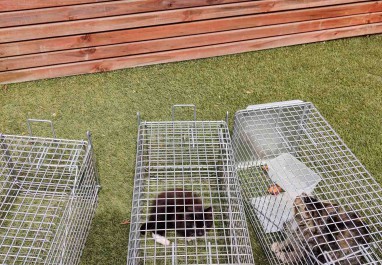 Feral Cat Successfully Trapped