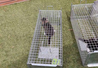 Feral Cat Successfully Trapped