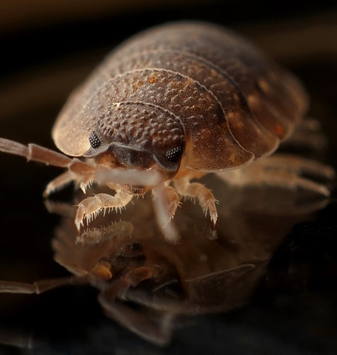 Bedbug Treatment