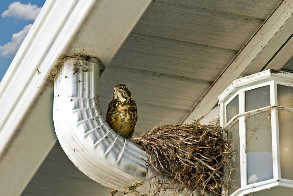 Bird Nest Removal