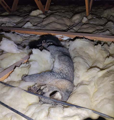 Carcass & Dropping Removal