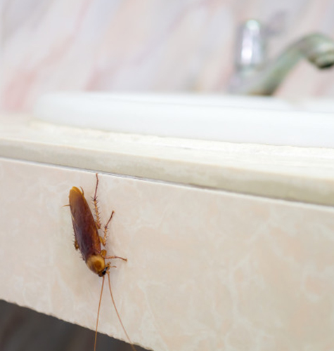 Cockroach Treatment