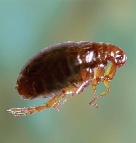 Flea Treatment
