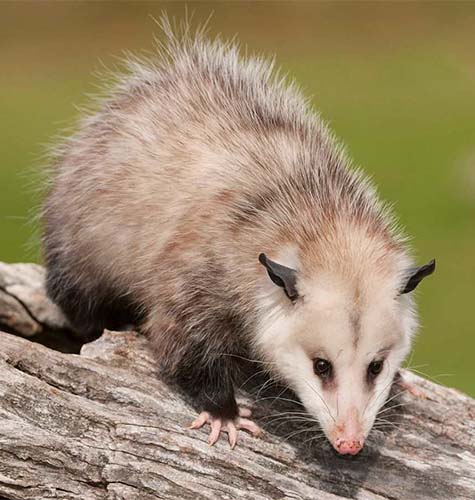 Possum Removal