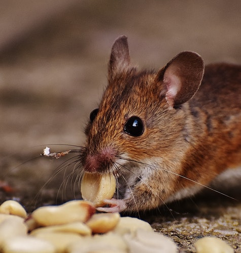 Rats / Mice / Rodents Treatment